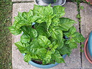Fatalii Brown