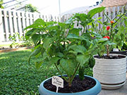 Fatalii Brown