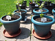 Fatalii Brown