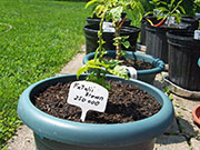Fatalii Brown