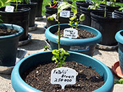 Fatalii Brown