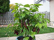Fatalii Brown