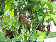 Fatalii Brown