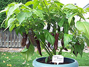 Fatalii Brown