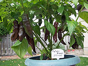 Fatalii Brown