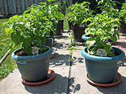 Fatalii Brown