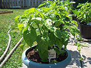 Fatalii Brown