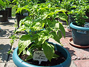 Fatalii Brown