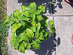 Fatalii Brown