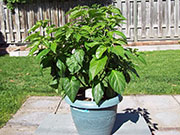 Fatalii Brown