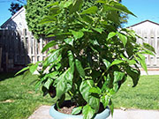 Fatalii Brown