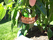 Fatalii Brown