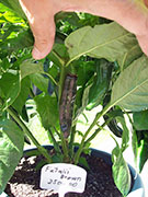 Fatalii Brown