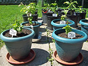 Fatalii Brown