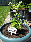 Fatalii Brown
