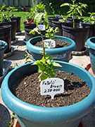 Fatalii Brown