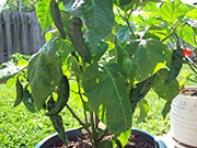 Fatalii Brown