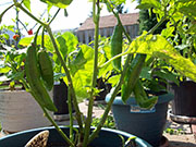 Fatalii Brown