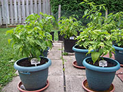 Fatalii Brown