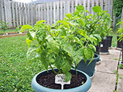 Fatalii Brown