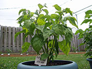 Fatalii Brown