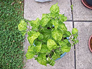 Fatalii Brown