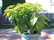 Fatalii Brown