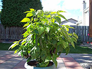 Fatalii Brown