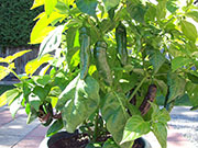Fatalii Brown