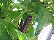 Fatalii Brown
