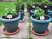 Fatalii Brown