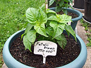 Fatalii Brown