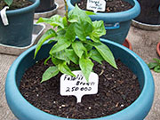 Fatalii Brown