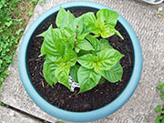 Fatalii Brown