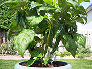 Fatalii Brown
