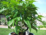Fatalii Brown