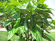 Fatalii Brown