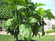 Fatalii Brown