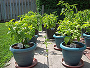 Fatalii Brown