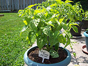 Fatalii Brown