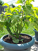 Fatalii Brown