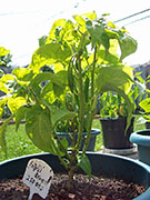 Fatalii Brown