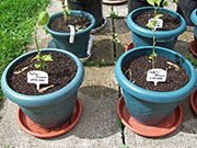 Fatalii Brown