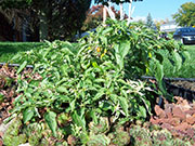 Fish Pepper