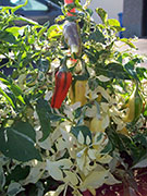 Fish Pepper