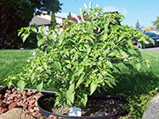 Fish Pepper