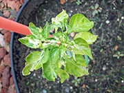 Fish Pepper
