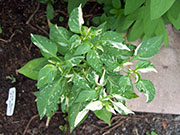 Fish Pepper