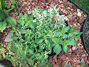 Fish Pepper