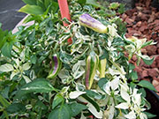 Fish Pepper